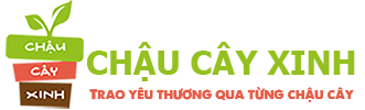 logo Chậu Cây Xinh